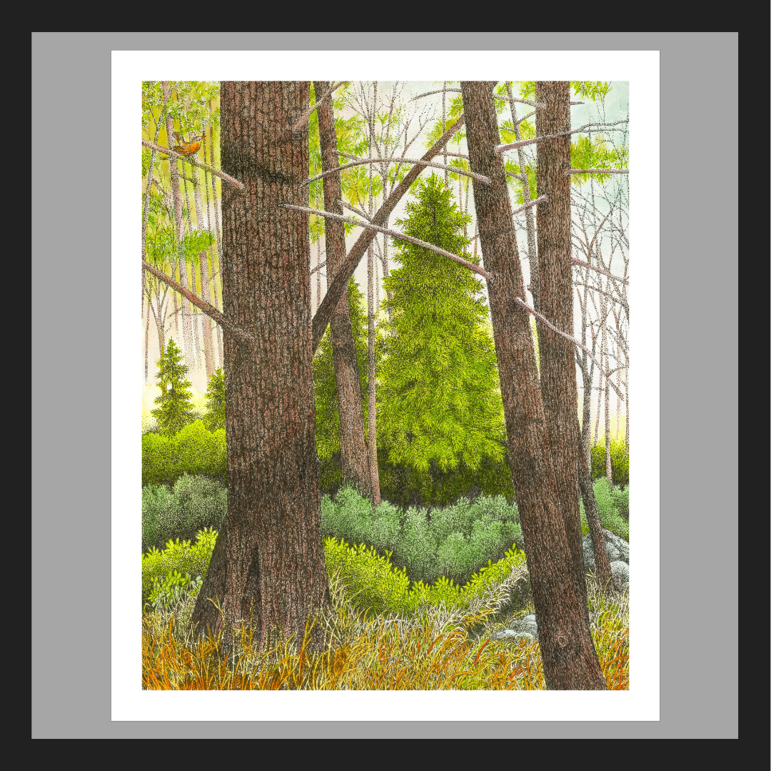 Deep in the Pine Forest