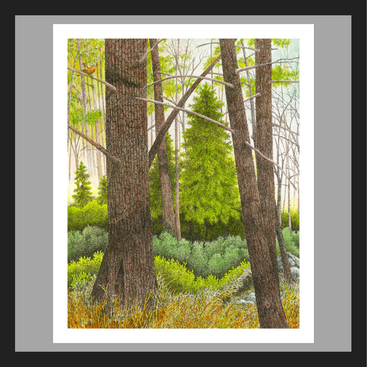 Deep in the Pine Forest